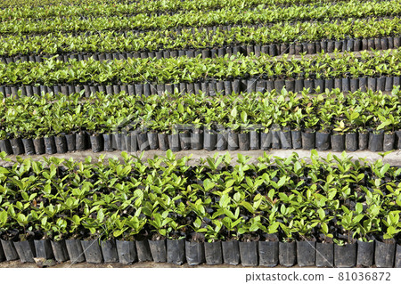 Saplings in the National Park planting plots Saplings in the National Park planting plots 81036872