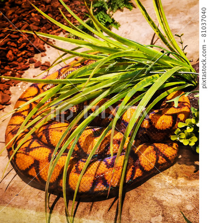 Brazilian Rainbow Boa on display in the museum. 81037040