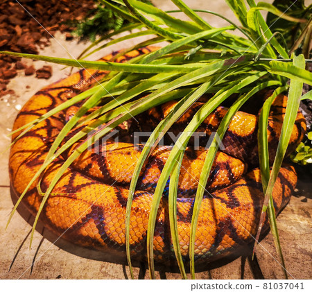 Brazilian Rainbow Boa on display in the museum. 81037041