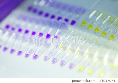Pcr well plate microplate with biological samples Pcr well plate microplate with biological samples 81037074