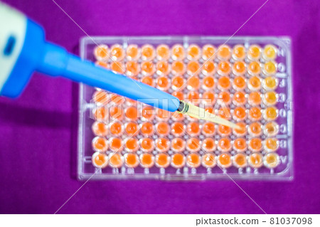 Pcr well plate on 96 well microplate with biological samples Pcr well plate on 96 well microplate with biological samples 81037098