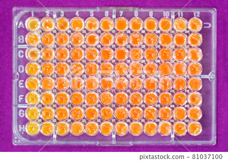 Pcr well plate on 96 well microplate with biological samples Pcr well plate on 96 well microplate with biological samples 81037100