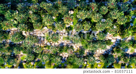 Green park of trees from a bird's-eye view 81037111