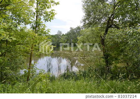 Beautiful grass swamp reed growing on shore reservoir Beautiful grass swamp reed growing on shore reservoir 81037214