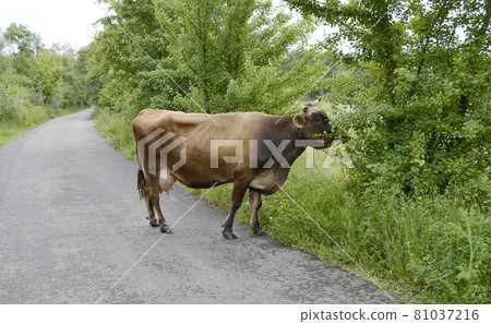 beautiful big milk cow grazes on green meadow beautiful big milk cow grazes on green meadow 81037216