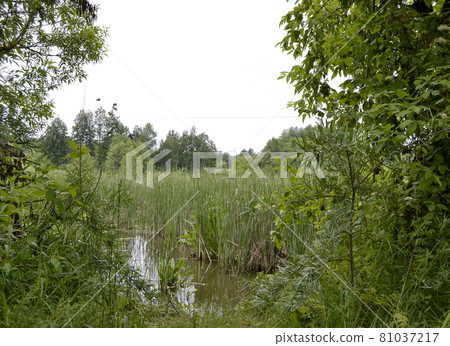Beautiful grass swamp reed growing on shore reservoir Beautiful grass swamp reed growing on shore reservoir 81037217