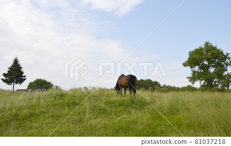 Beautiful wild brown horse stallion on summer flower meadow Beautiful wild brown horse stallion on summer flower meadow 81037218