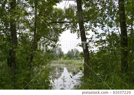 Beautiful grass swamp reed growing on shore reservoir Beautiful grass swamp reed growing on shore reservoir 81037220