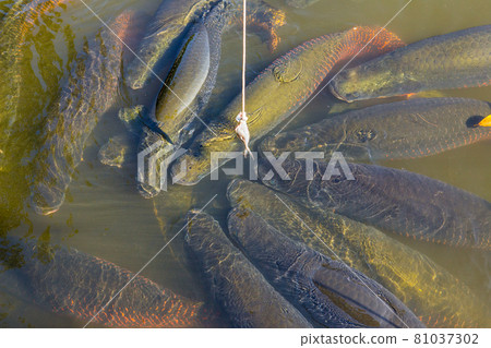 Arapima fish in a zoo pond in Thailand Arapima fish in a zoo pond in Thailand 81037302