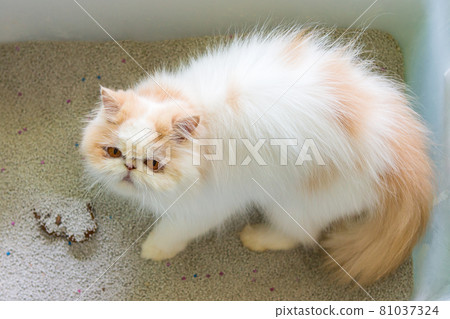 The cat is pooping in the box. The cat is pooping in the box. 81037324