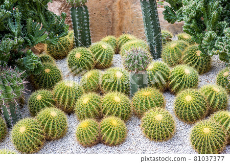 Cactus displayed in the garden of many colors Cactus displayed in the garden of many colors 81037377