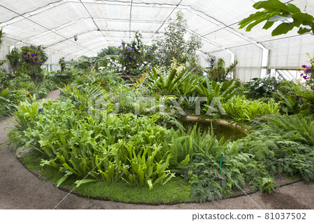 Including fern species planted in the garden 81037502