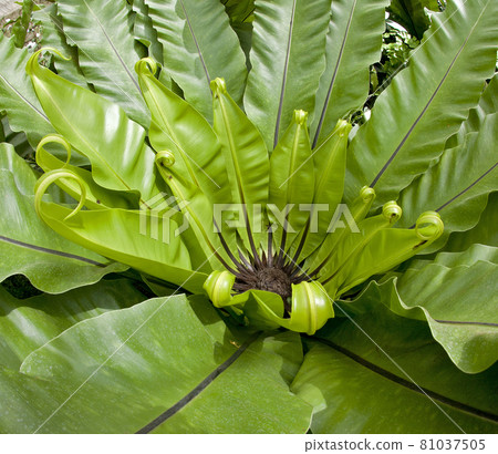 Governor fern planted in the garden 81037505