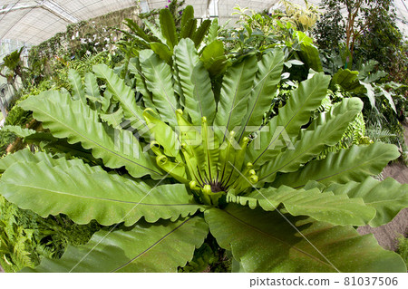 Governor fern planted in the garden 81037506