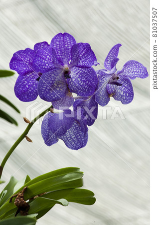 Purple orchids planted in the garden Purple orchids planted in the garden 81037507