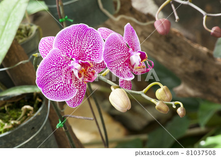 Landscaping in the garden. The path in the garden. Landscaping in the garden. The path in the garden. 81037508