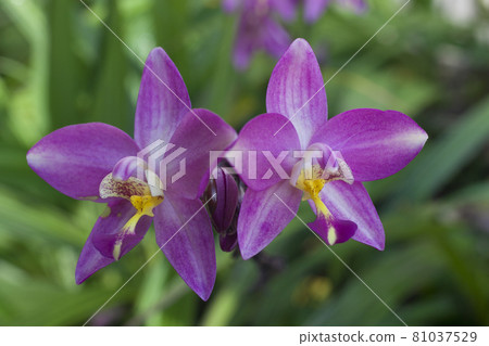Purple orchids planted in the garden 81037529
