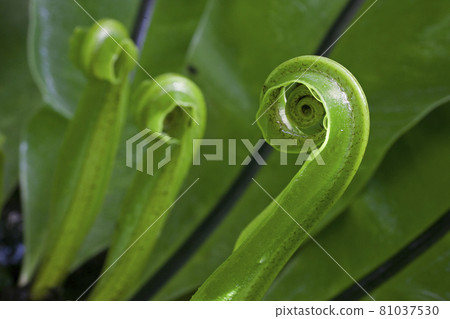 Governor fern planted in the garden 81037530