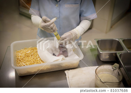 Feed the baby bird from the hand. 81037686