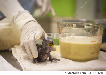 Feed the baby bird from the hand. Feed the baby bird from the hand. 81037691