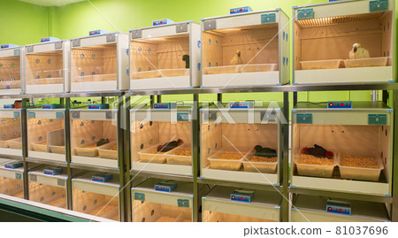 The baby birds raised in the temperature control cabinet 81037696