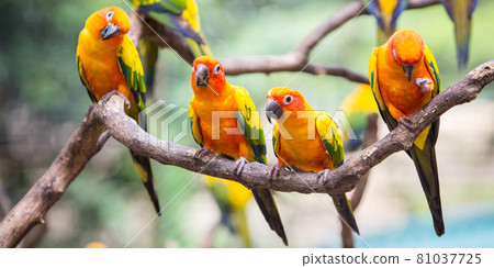 Sun conure parrot on the tree branch eats food Sun conure parrot on the tree branch eats food 81037725