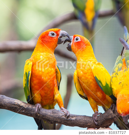 Sun conure parrot on the tree branch eats food Sun conure parrot on the tree branch eats food 81037727