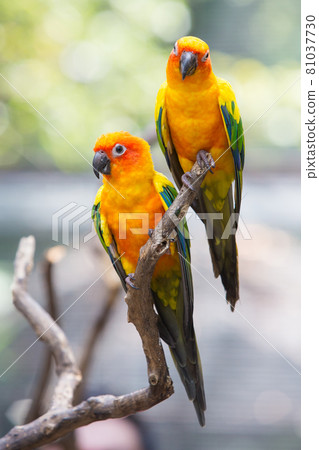 Sun conure parrot on the tree branch eats food Sun conure parrot on the tree branch eats food 81037730