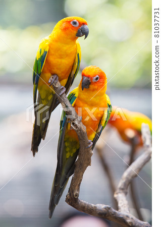 Sun conure parrot on the tree branch eats food Sun conure parrot on the tree branch eats food 81037731
