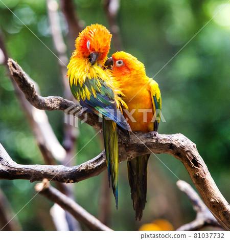 Sun conure parrot on the tree branch eats food Sun conure parrot on the tree branch eats food 81037732