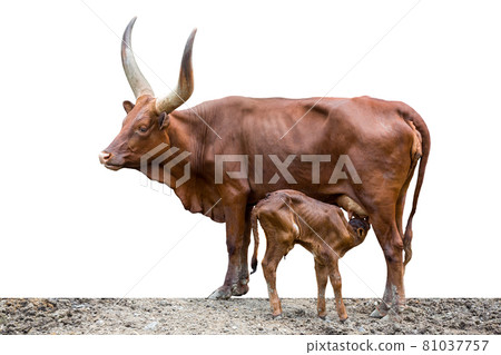WATISU COW Child sucking mother on a white background. 81037757
