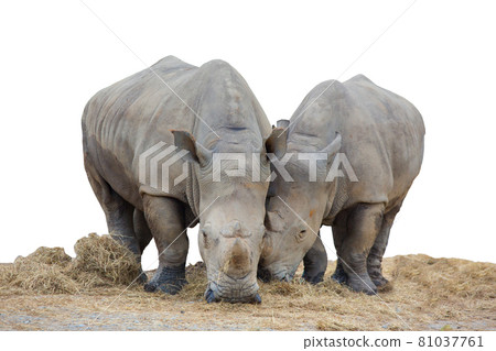 White rhinoceros in the zoo on a white background White rhinoceros in the zoo on a white background 81037761