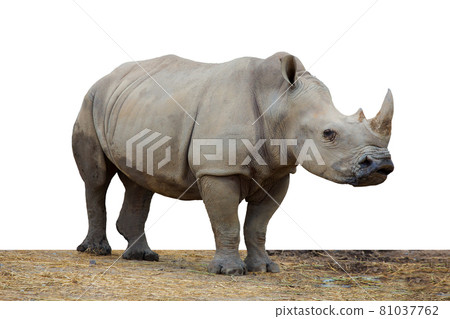 White rhinoceros in the zoo on a white background White rhinoceros in the zoo on a white background 81037762