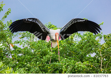 Bird of paradise bird flying in zoo on sky background Bird of paradise bird flying in zoo on sky background 81037763