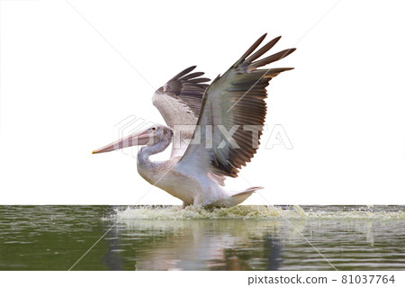 Pelican standing with wings spread in zoo on white background Pelican standing with wings spread in zoo on white background 81037764