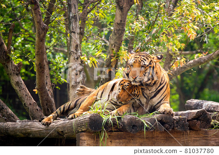 Bengal tiger in zoo on green nature tree background Bengal tiger in zoo on green nature tree background 81037780