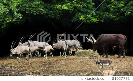 Herd of Orix raised for the show in the zoo. Herd of Orix raised for the show in the zoo. 81037781