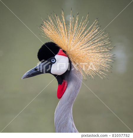 A close up of the crowned crane in the garden A close up of the crowned crane in the garden 81037782