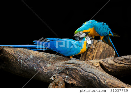 Blue macaws are playing on the wood. Blue macaws are playing on the wood. 81037789