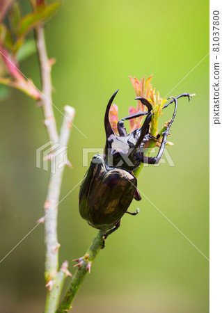 Three-horned beetle on a natural green background Three-horned beetle on a natural green background 81037800