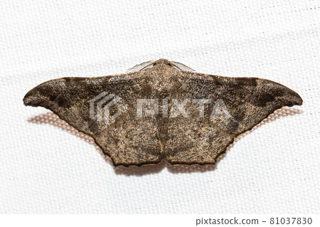 Various colorful moths on white canvas background. Various colorful moths on white canvas background. 81037830