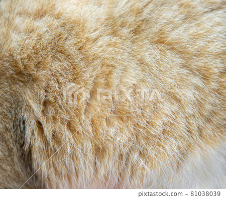 Soft cat fur close up in the background 81038039