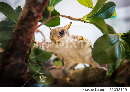 Squirrels on display at the Zoo Museum Squirrels on display at the Zoo Museum 81038129