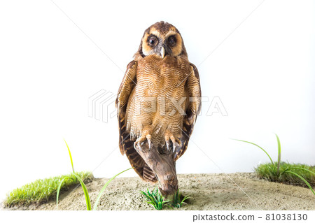 Birds catching fish from the staff at the museum 81038130