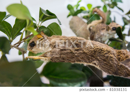 Squirrels on display at the Zoo Museum 81038131