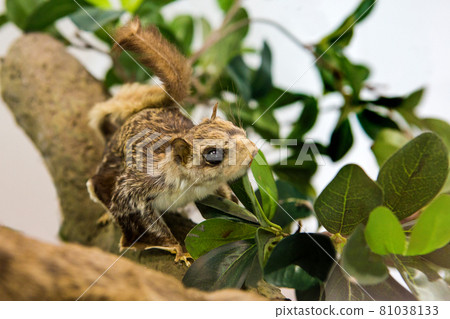 Squirrels on display at the Zoo Museum 81038133
