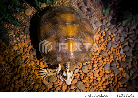 The turtles are displayed in the museum. The turtles are displayed in the museum. 81038142