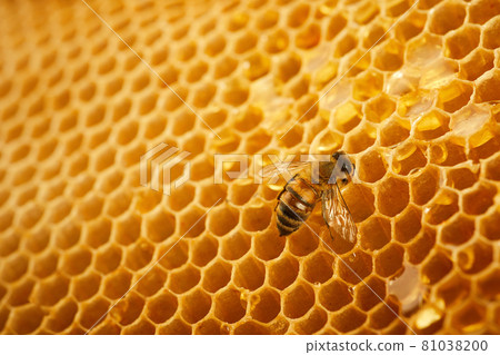 Macro photo of a bee on a honeycomb. National honey bee day. September honey month. 81038200