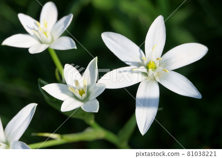 花園中盛開的 Oamana (Orthonigalam) 花 花園中盛開的 Oamana (Orthonigalam) 花 81038221