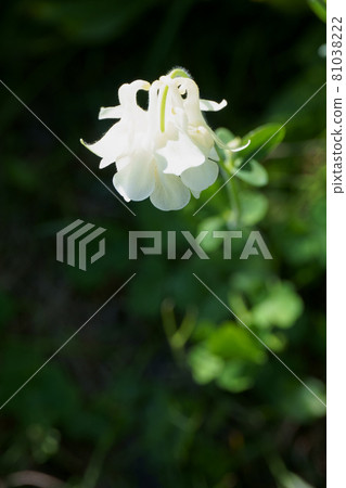 Aquilegia flowers blooming in the garden Aquilegia flowers blooming in the garden 81038222